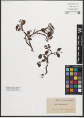 Foto von Salix reticulata L.